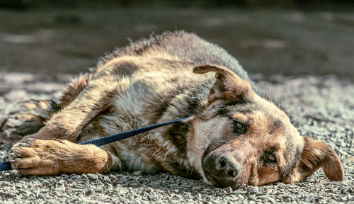 Close-up of dog