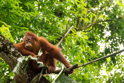 Low angle view of monkey on tree in forest