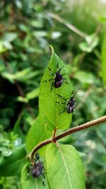 Close-up of insect on plant