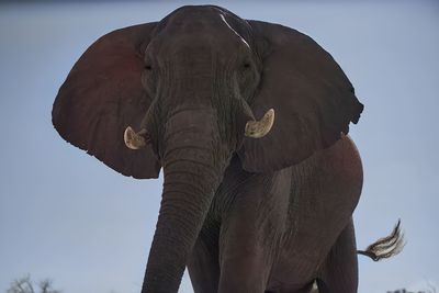 Close-up of elephant