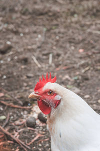 Close-up of rooster on field