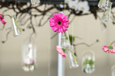 Close-up of pink flower in glass vase