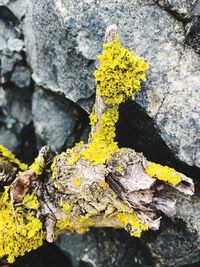Close-up of yellow moss growing on rock