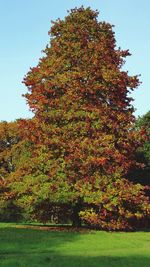 Trees against sky during autumn