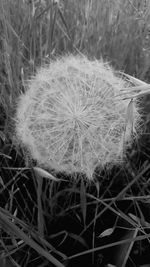 Close-up of dandelion on field