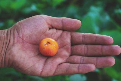 Close-up of hand holding orange