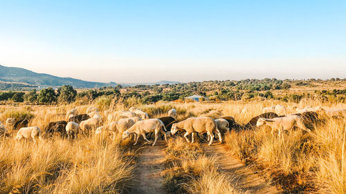 View of sheep on field against sky