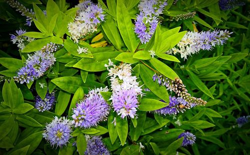 Close-up of purple flowers