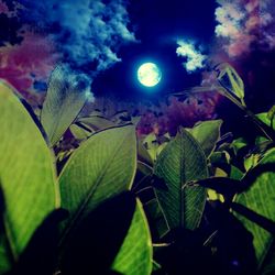 Low angle view of plants against sky