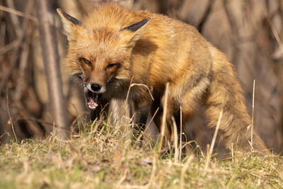 Fox on field