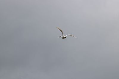 Close-up of bird flying against clear sky