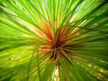 Full frame shot of green leaves