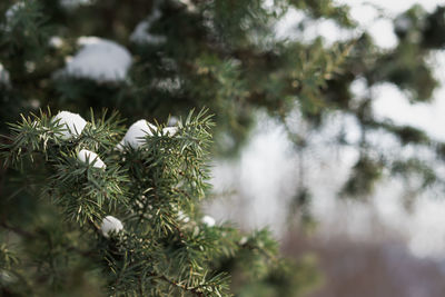 Close-up of pine tree