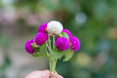 Close-up of hand holding purple flower