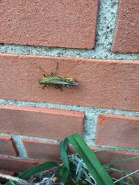 Close-up of insect on wall