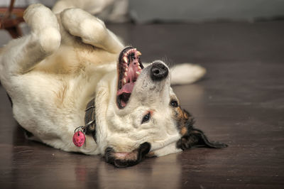 Close-up of a dog lying on floor