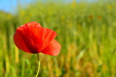 Close-up of red poppy flower on field