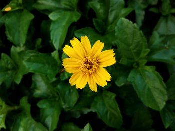 Close-up of yellow flowering plant