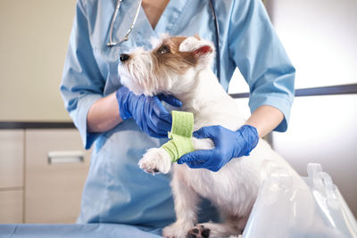 Midsection veterinarian examining dog in clinic