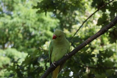 Bird perching on tree