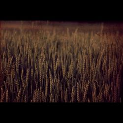 field