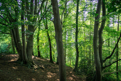 Trees growing in forest