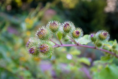 Close-up of flowering plant