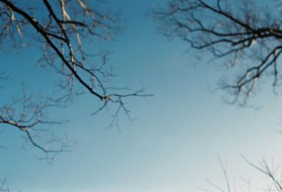 Low angle view of bare trees against blue sky