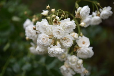 Close-up of white flowering plant