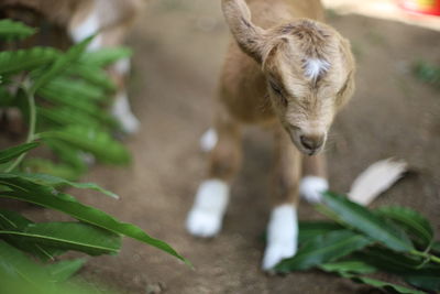Close-up of goat