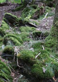 Close-up of moss on rock