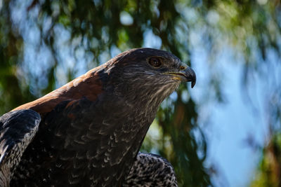 Close-up of eagle perching on tree, blue sky.