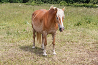 Horse standing in a field