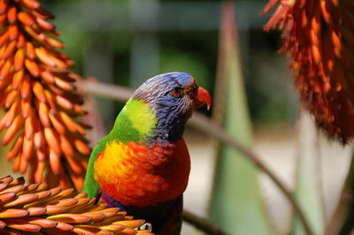 Close-up of parrot perching on branch