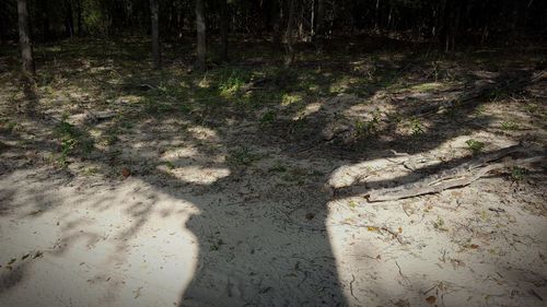 Shadow of tree in forest