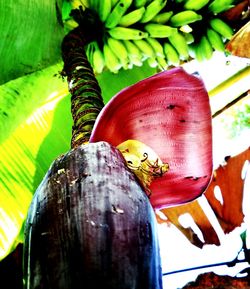 Low angle view of fruits on tree