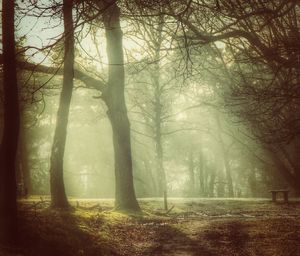 Trees in forest