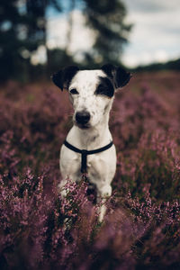 Close-up portrait of dog on field against sky