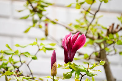 Close-up of pink flowering plant