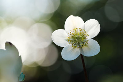 Close-up of white flowering plants