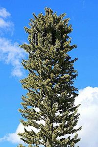 Tree against sky