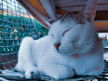 Close-up of a cat looking away