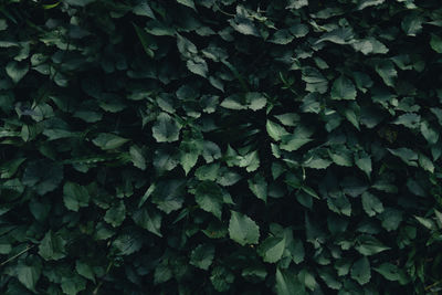 Full frame shot of leaves