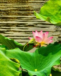 Close-up of pink lotus water lily in lake