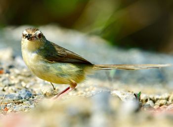 Close-up of bird perching