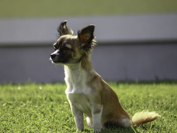 Chihuahua looking away while relaxing on grassy field