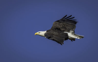 Low angle view of eagle flying against clear blue sky