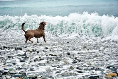 Brown dog standing on sea shore