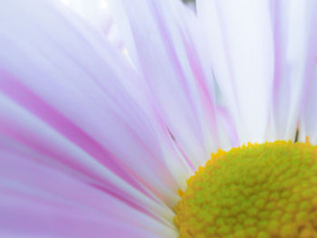 Close-up of pink flower