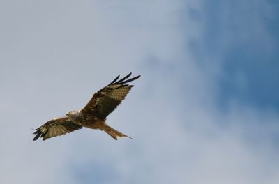 Low angle view of eagle flying in sky